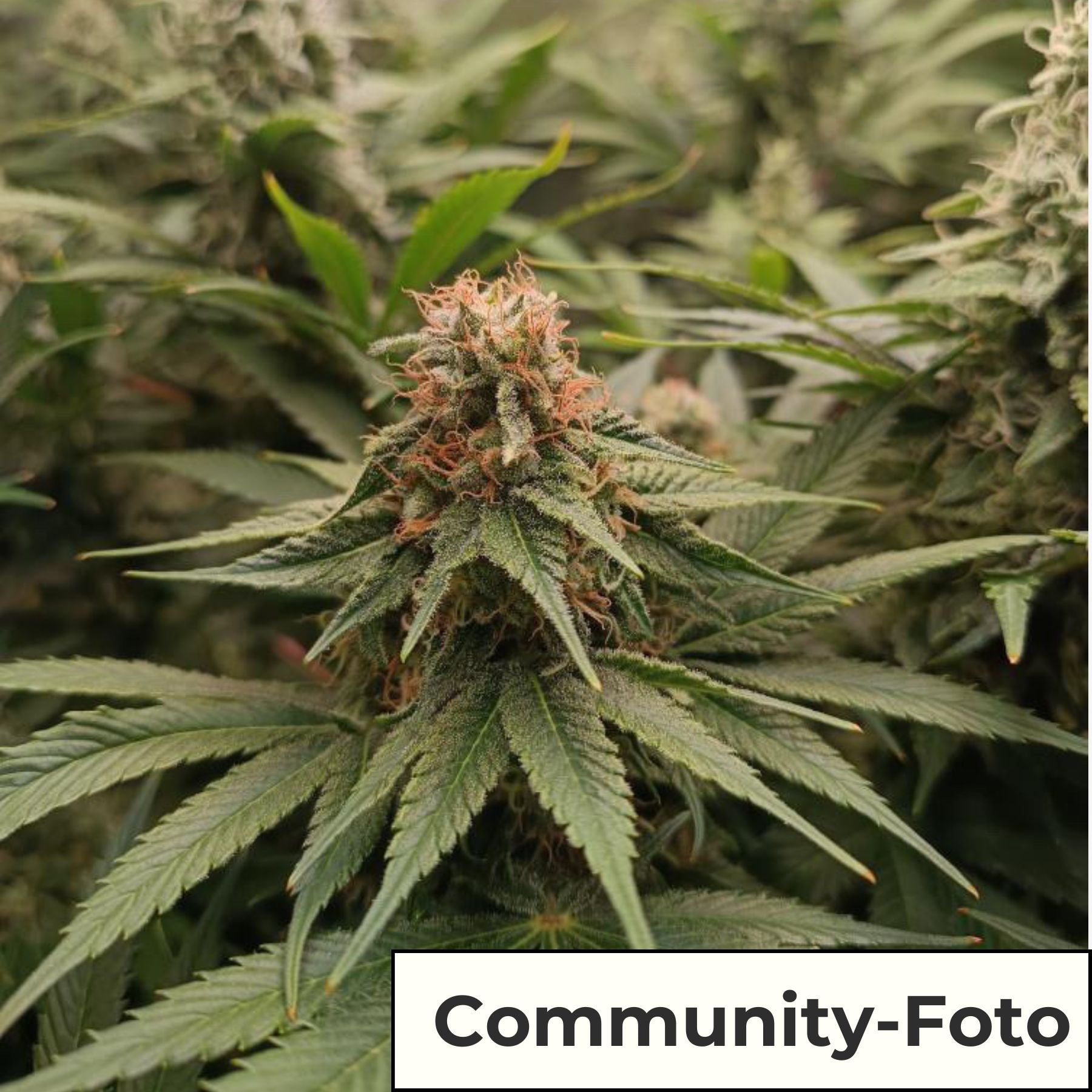 Hanfsamen BudVoyage Lemon Ice Cream Feminisiert (schmerzlindernd, glücklich)