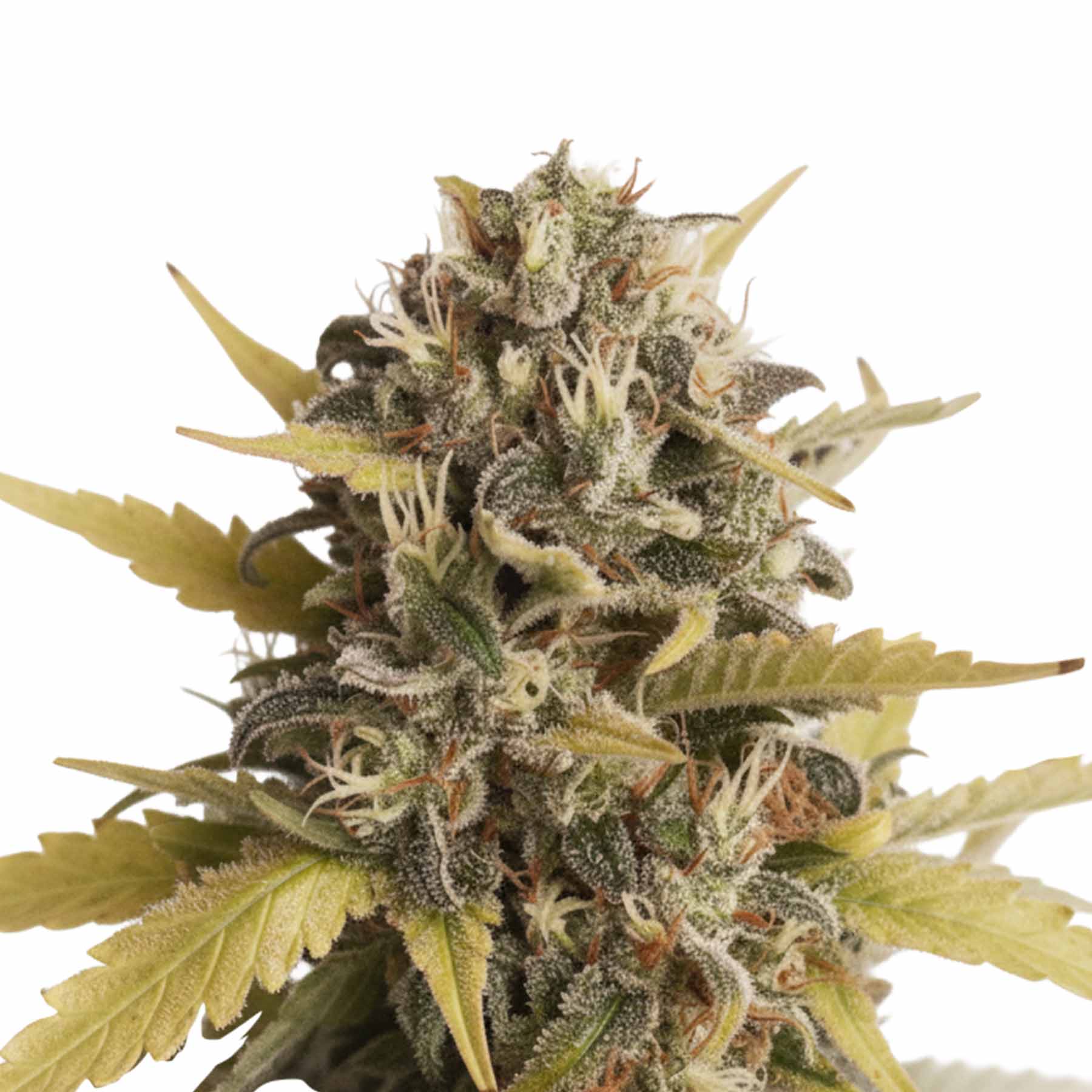 Hanfsamen BudVoyage MAC Rillaz F1 Fem