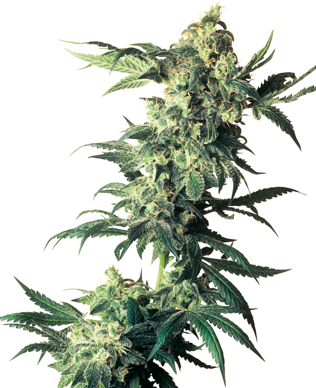 Cannabispflanze detailreiche Darstellung mit üppigen grünen Blättern und silbrigen Blütenständen vor einem hellen Hintergrund
