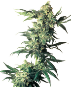 Cannabispflanze detailreiche Darstellung mit üppigen grünen Blättern und silbrigen Blütenständen vor einem hellen Hintergrund
