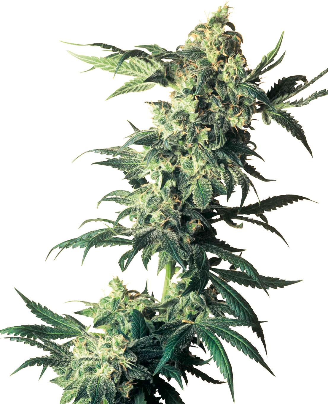Cannabispflanze detailreiche Darstellung mit üppigen grünen Blättern und silbrigen Blütenständen vor einem hellen Hintergrund
