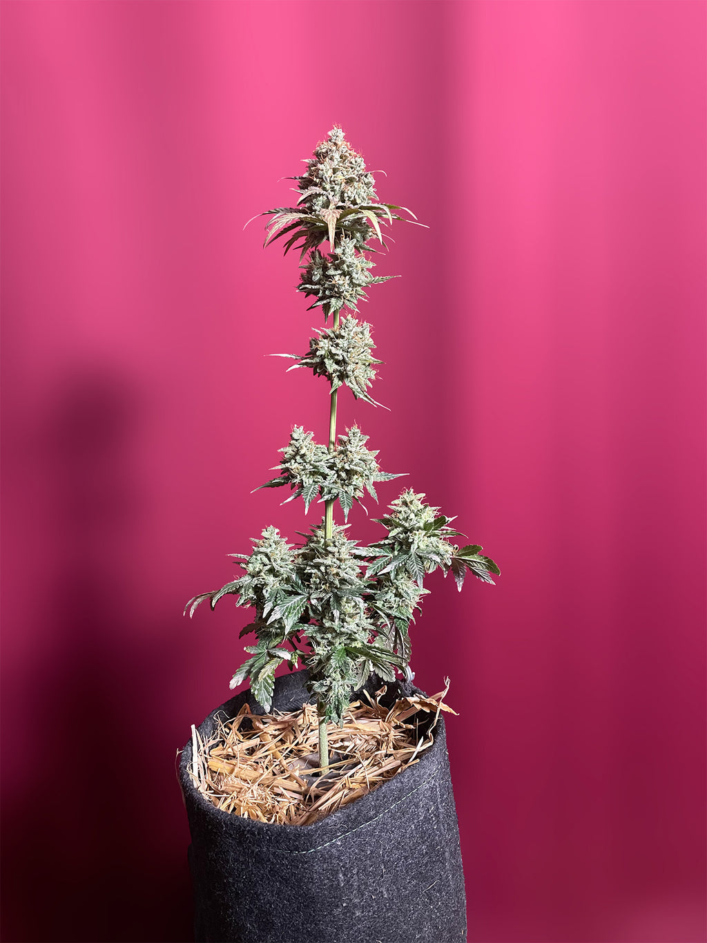 Hanfsamen BudVoyage PREMIUM US OG Kush X MAC Auto (körperlich, würzig, stark)
