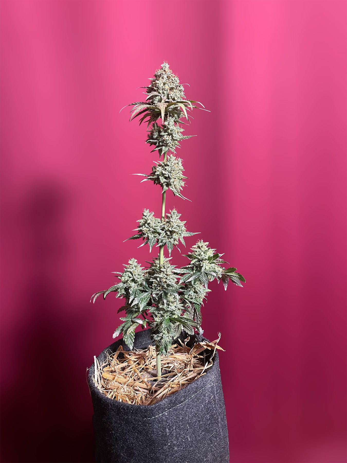 Hanfsamen BudVoyage PREMIUM US OG Kush X MAC Auto (körperlich, würzig, stark)