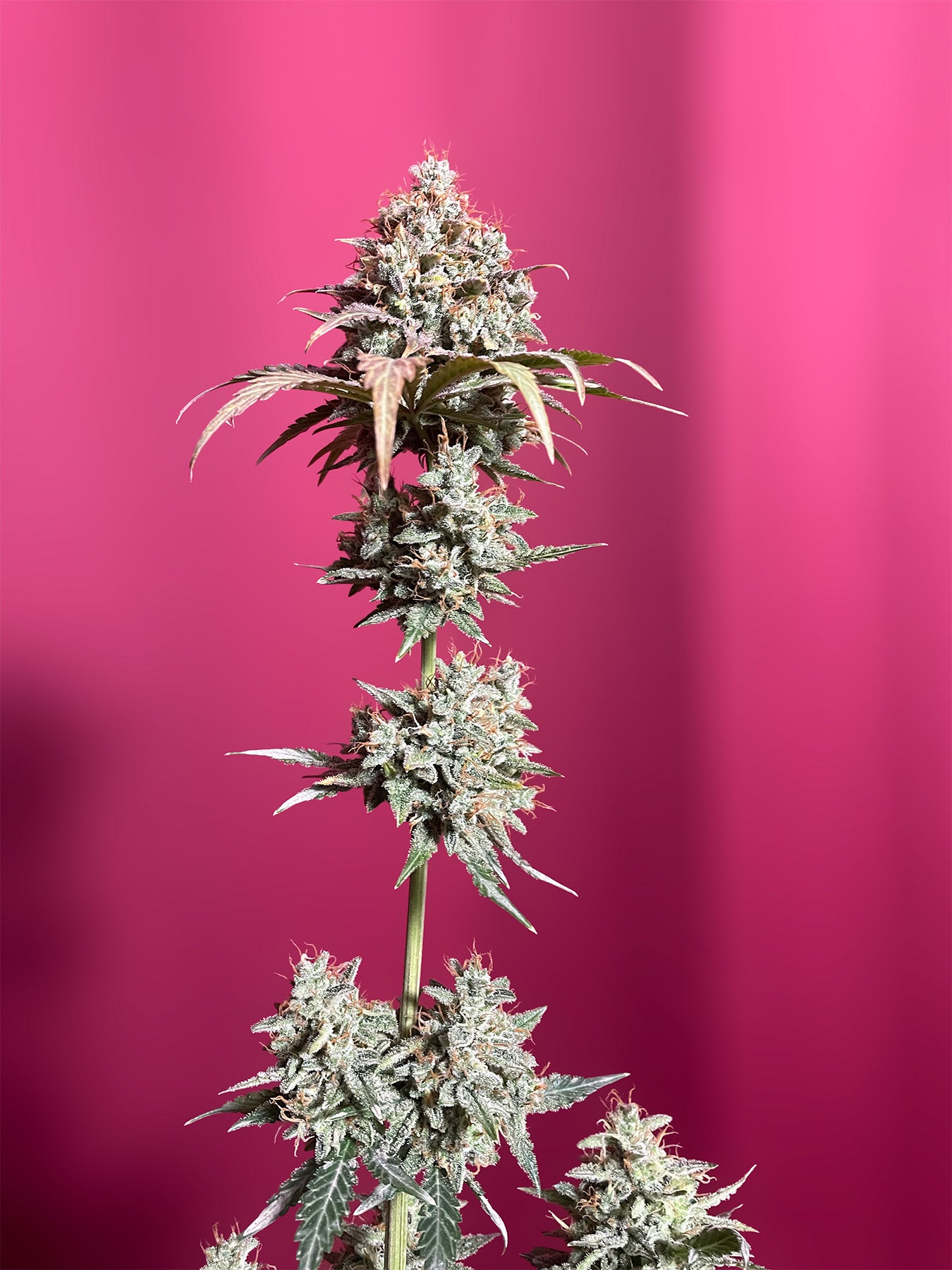 Hanfsamen BudVoyage PREMIUM US OG Kush X MAC Auto (körperlich, würzig, stark)