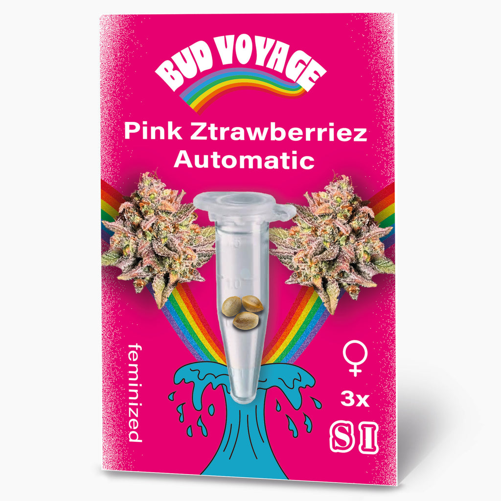 Pink Ztrawberriez Auto Hanfsamen von BudVoyage