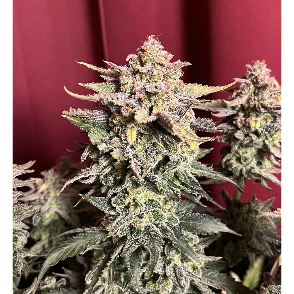 Pink Ztrawberriez Auto Hanfsamen von BudVoyage