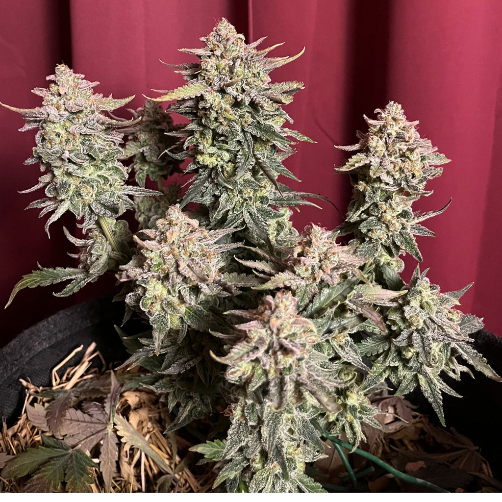 Pink Ztrawberriez Auto Hanfsamen von BudVoyage