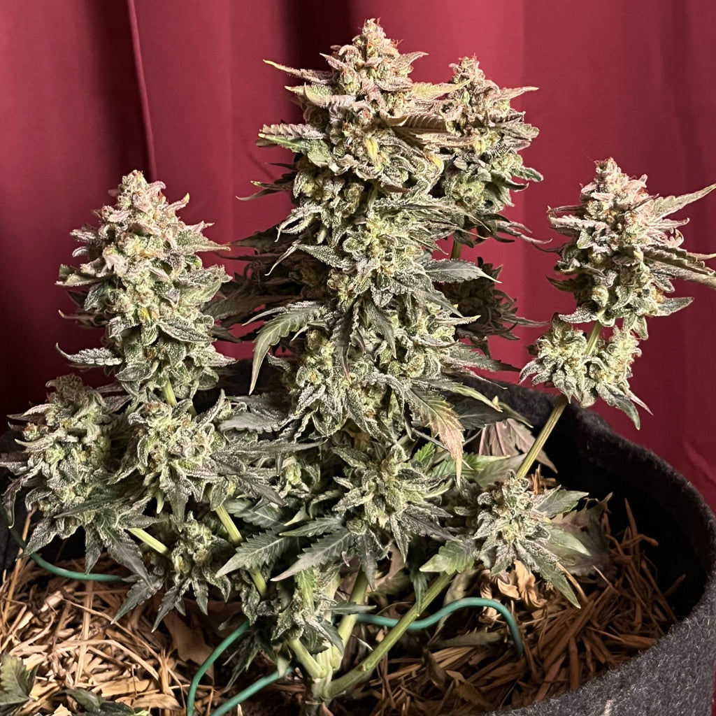 Pink Ztrawberriez Auto Hanfsamen von BudVoyage