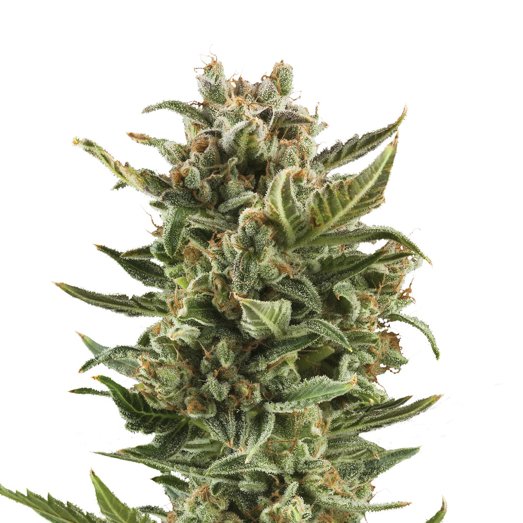 Fotografie einer Cannabispflanze mit dicht gedrängten, kristallinen Blütenständen, leuchtend grünen Blättern und feinen orangefarbenen Härchen vor weißem Hintergrund

