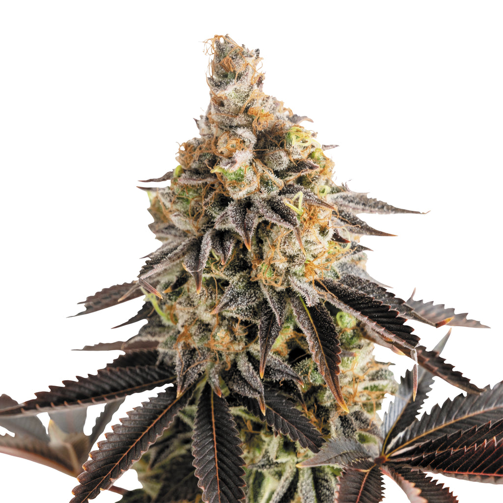 Nahaufnahme einer Cannabispflanze mit dunkelroten Blättern,  orangefarbenen und grünen Blütenständen und einer dicken Schicht aus Trichomen.
