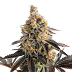 Nahaufnahme einer Cannabispflanze mit dunkelroten Blättern,  orangefarbenen und grünen Blütenständen und einer dicken Schicht aus Trichomen.
