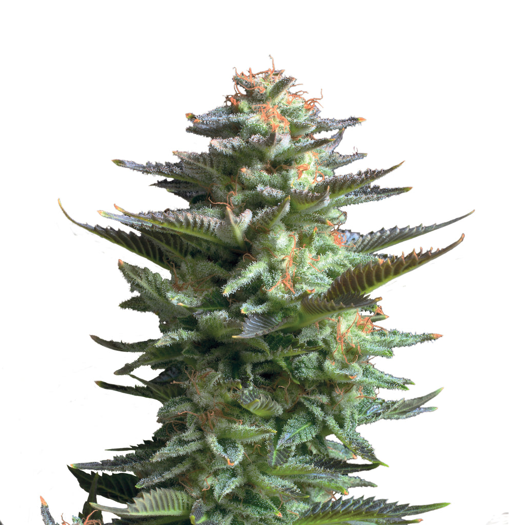 Photographic close-up of a cannabis sativa plant showing frosty trichomes, vibrant green leaves with hints of purple, and orange pistils against a white background
