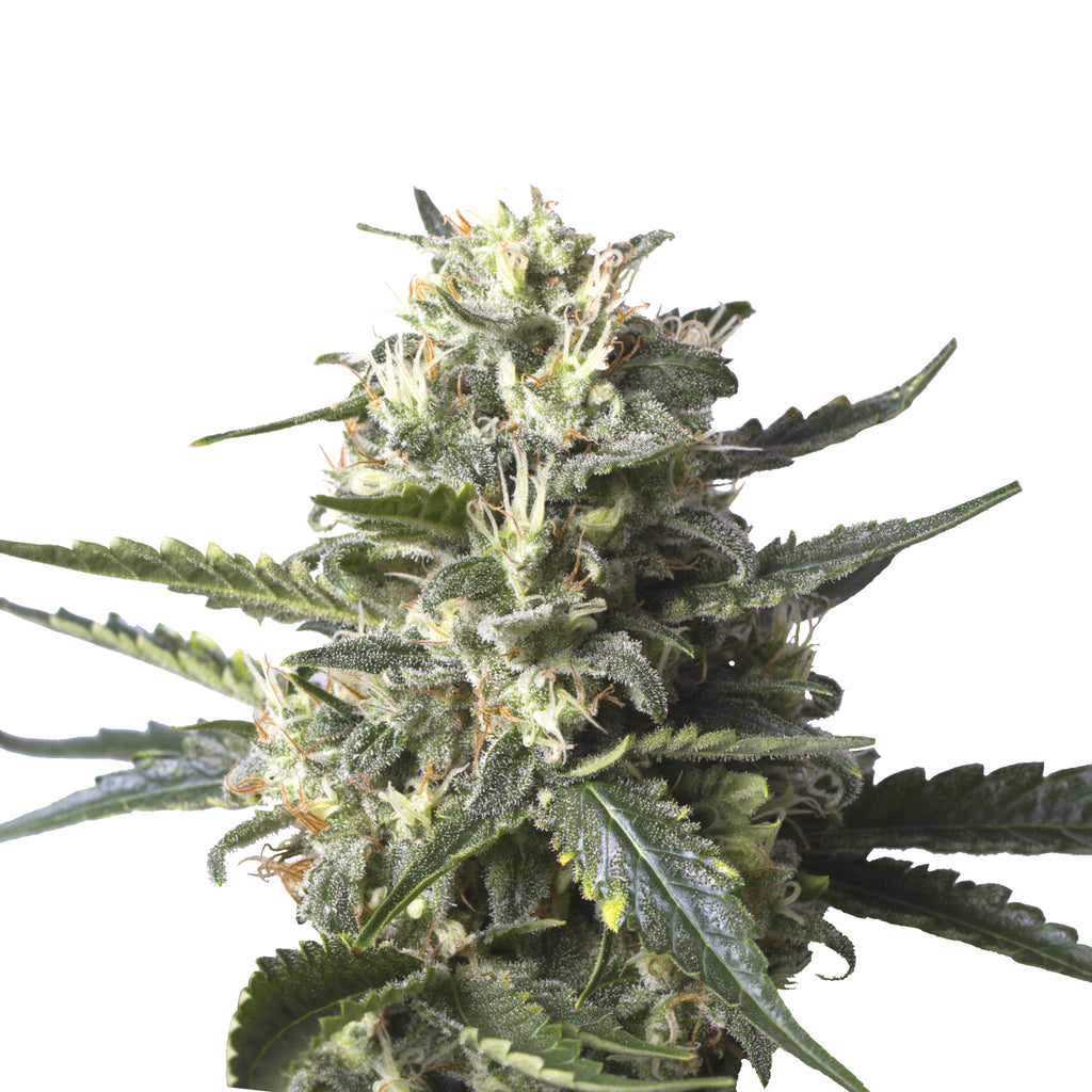 Nahaufnahme einer Cannabispflanze mit dicht gepackten Blütenständen, bedeckt von einer Schicht aus glitzernden Trichomen, die  grüne und goldene Farbtöne aufweisen.
