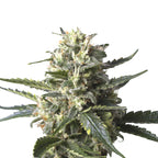 Nahaufnahme einer Cannabispflanze mit dicht gepackten Blütenständen, bedeckt von einer Schicht aus glitzernden Trichomen, die  grüne und goldene Farbtöne aufweisen.
