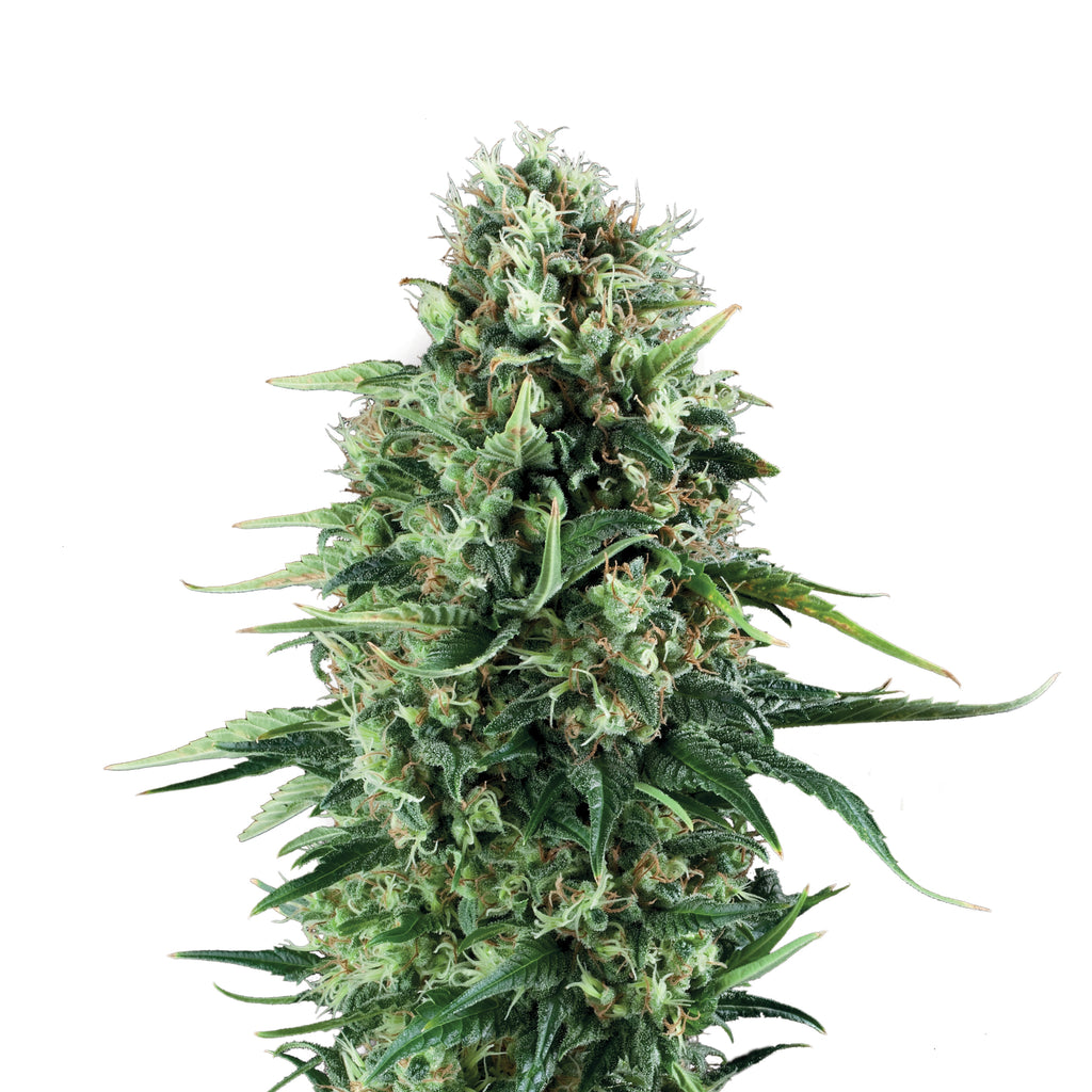 Fotografie einer Cannabispflanze mit dichtem, grün-braunen Blütenstand,  auffälligen hellgrünen Blättern und einzelnen rötlichen Akzenten vor weißem Hintergrund
