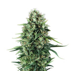 Fotografie einer Cannabispflanze mit dichtem, grün-braunen Blütenstand,  auffälligen hellgrünen Blättern und einzelnen rötlichen Akzenten vor weißem Hintergrund
