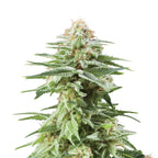 Nahaufnahme einer Cannabispflanze mit starkem Harzanteil, die zartgrüne Blätter und orangefarbene Stempel aufweist, zeigt detailliert die Kristalle auf den Blütenkelchen
