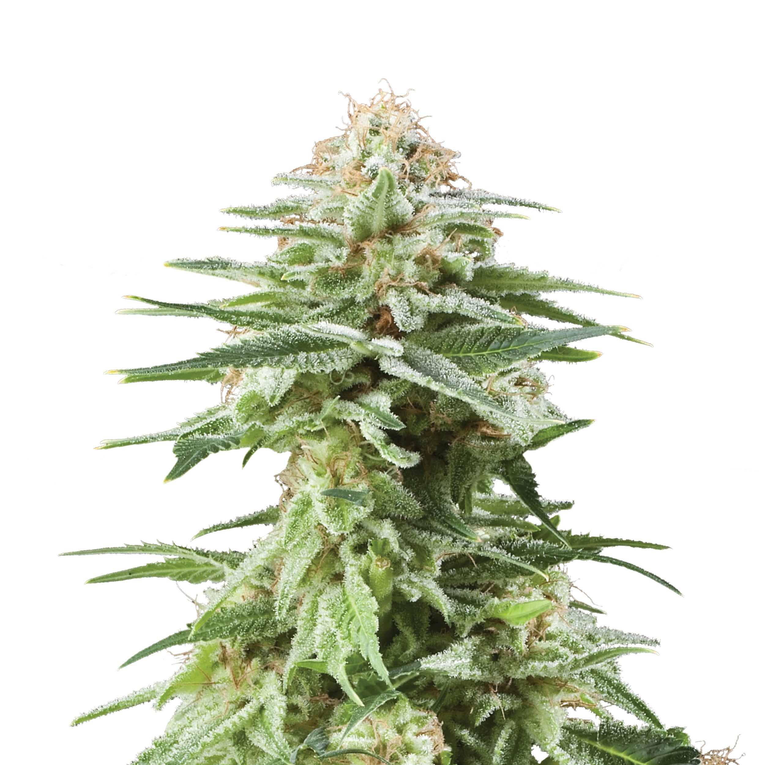 Nahaufnahme einer Cannabispflanze mit starkem Harzanteil, die zartgrüne Blätter und orangefarbene Stempel aufweist, zeigt detailliert die Kristalle auf den Blütenkelchen
