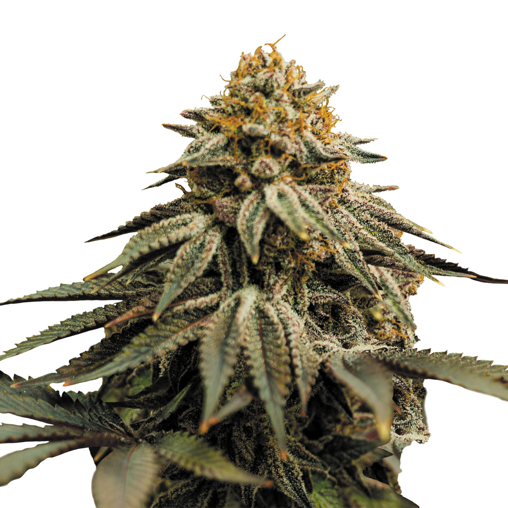 Nahaufnahme einer Cannabispflanze mit orangefarbenen Blüten, purpurroten Blättern und einer dicken Schicht aus glitzernden Trichomen.
