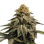 Nahaufnahme einer Cannabispflanze mit orangefarbenen Blüten, purpurroten Blättern und einer dicken Schicht aus glitzernden Trichomen.
