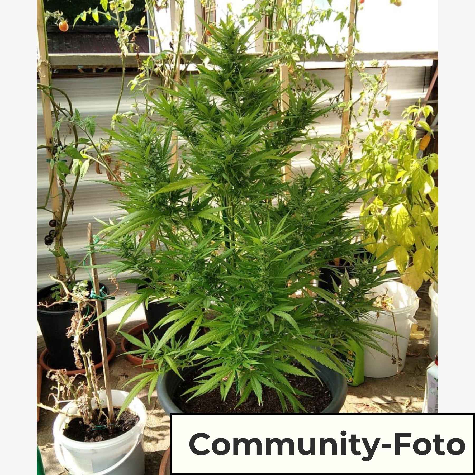 Hanfsamen BudVoyage Power Plant Fem (kreativ, künstlerisch, kommunikativ)