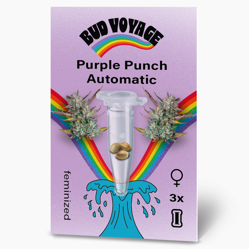 Bud Voyage: Digital illustration zeigt Purple Punch Automatic Hanfsamen in einer Testtube über einem Regenbogen und einer blauen Welle mit drei feminisierten Samen auf lila Hintergrund