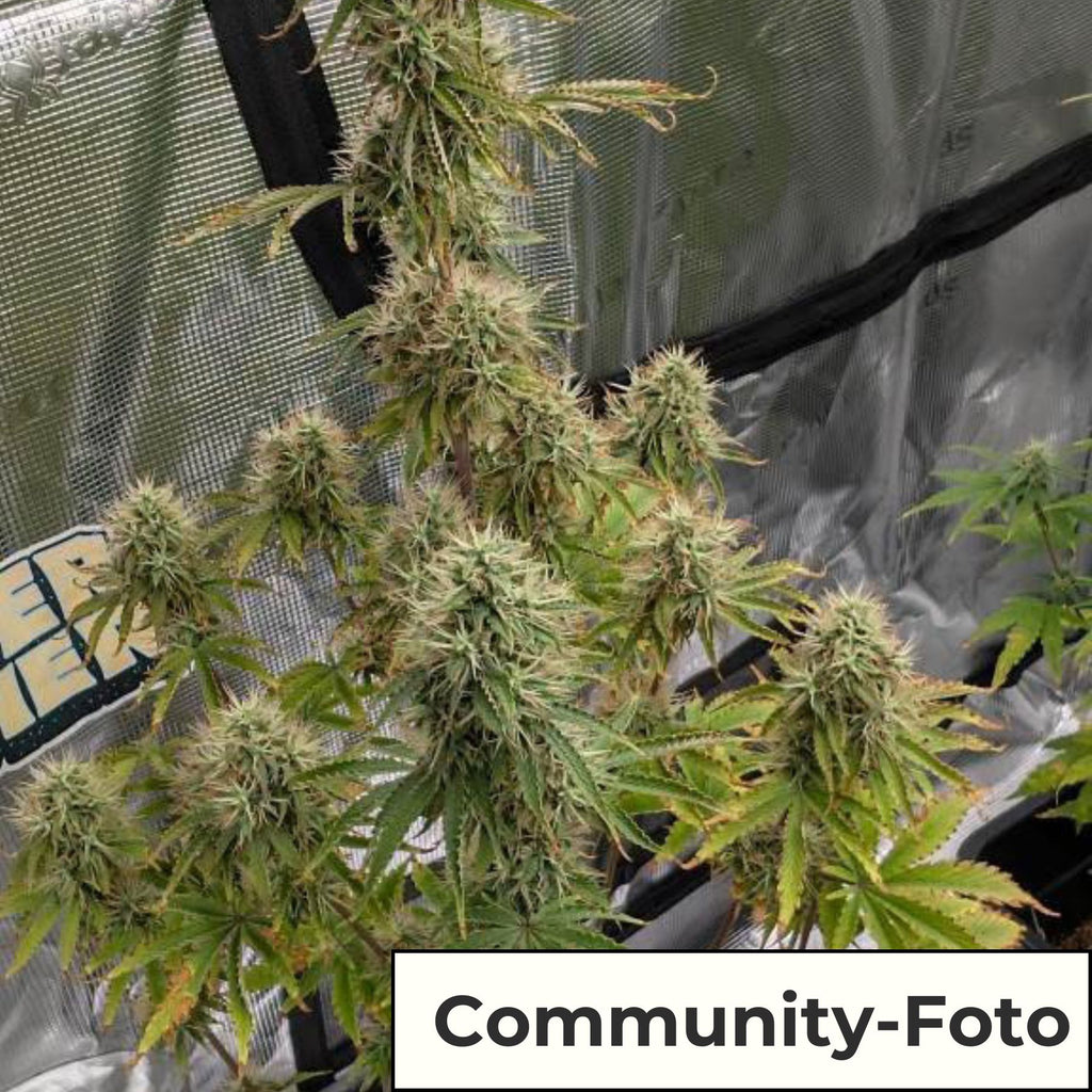 Hanfsamen BudVoyage Purple Punch Auto (körperlich, entspannend, fruchtig)