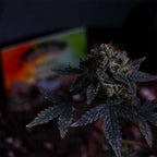 Runtz AUTO (Energetisierend, fruchtig, euphorisch)