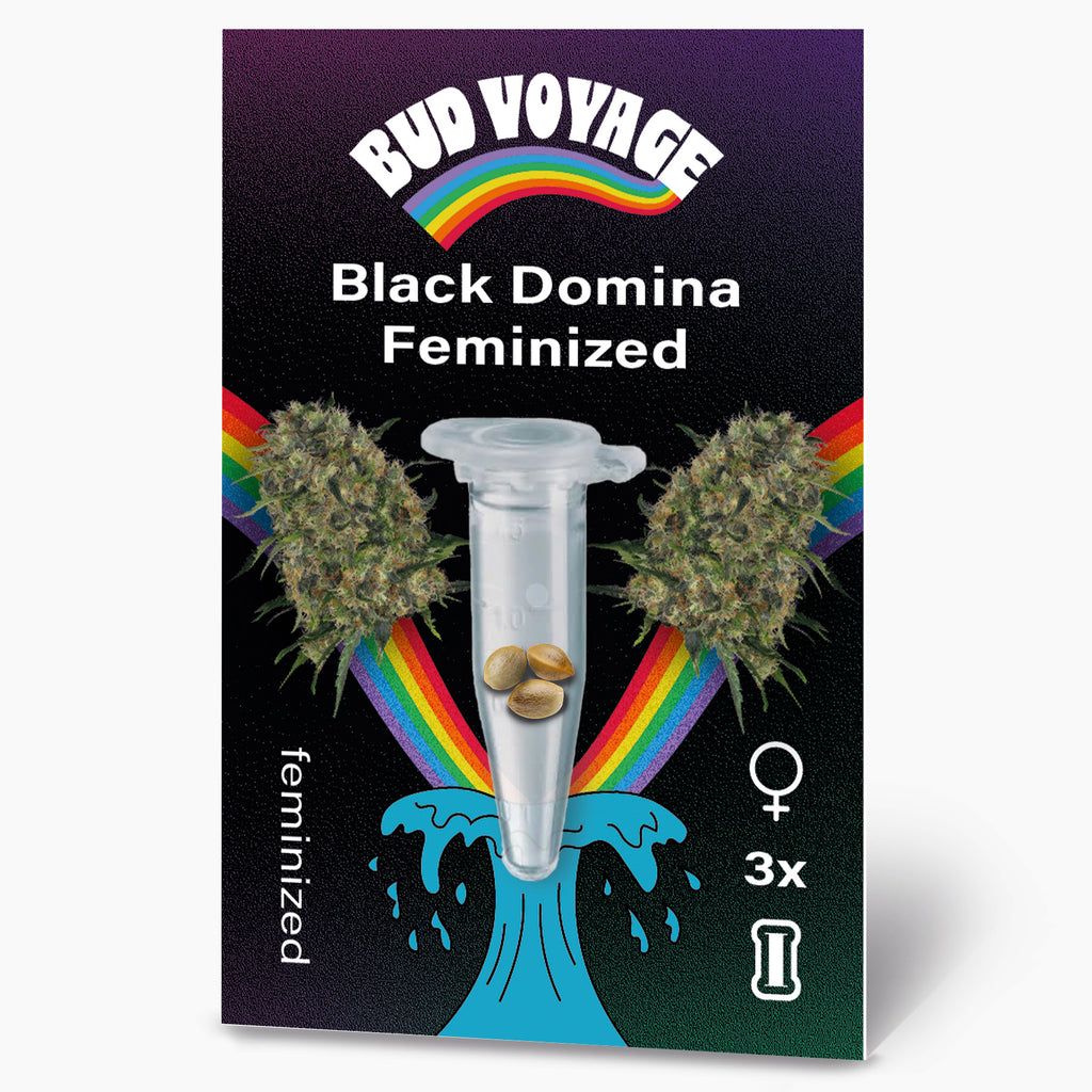 Bud Voyage: Digitaldruck,  Black Domina feminisierte Hanfsamen in einer Reagenzglas mit Regenbogen und türkisfarbener Welle dargestellt drei Samen sind sichtbar