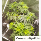 Skywalker Sativa Fem (glücklich, entspannend, fokussiert)