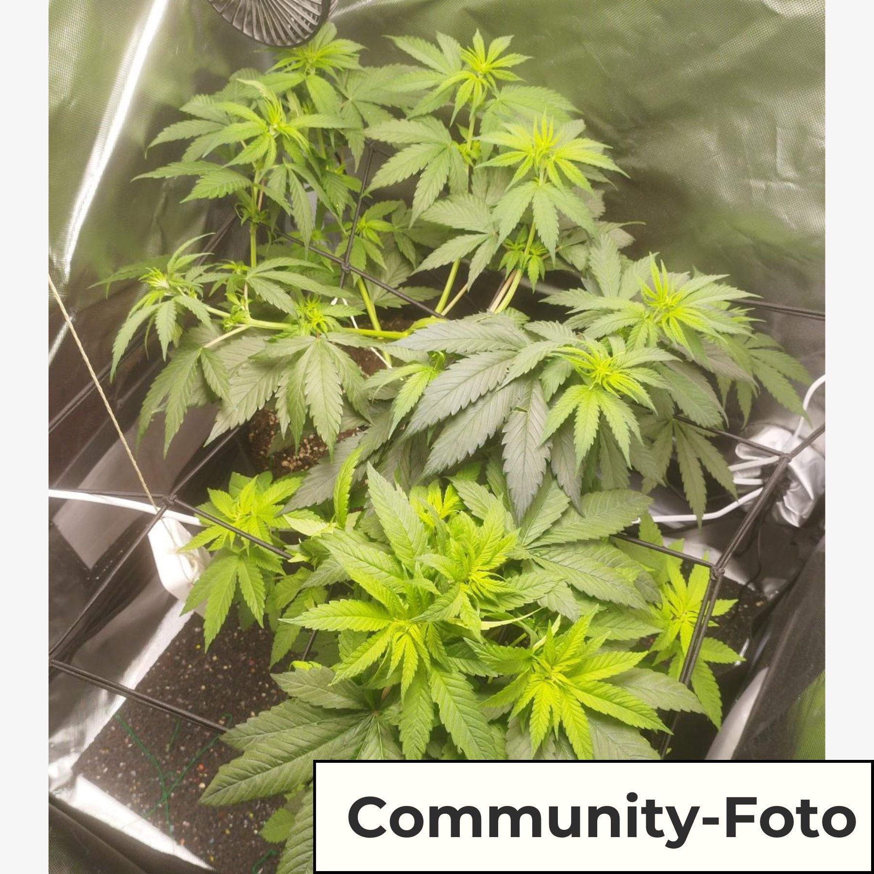 Hanfsamen BudVoyage Skywalker Sativa Fem (glücklich, entspannend, fokussiert)