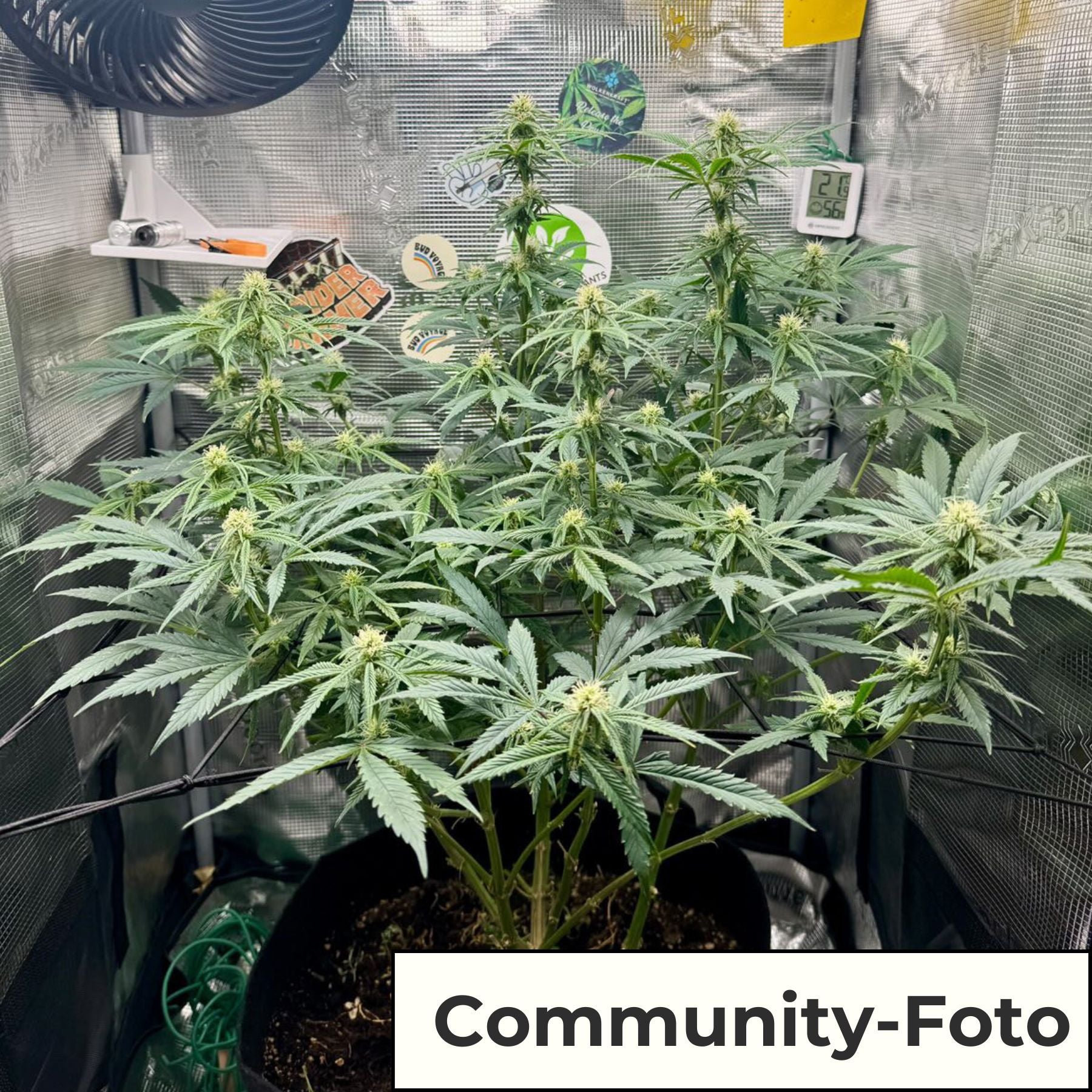 Hanfsamen BudVoyage Skywalker Sativa Fem (glücklich, entspannend, fokussiert)