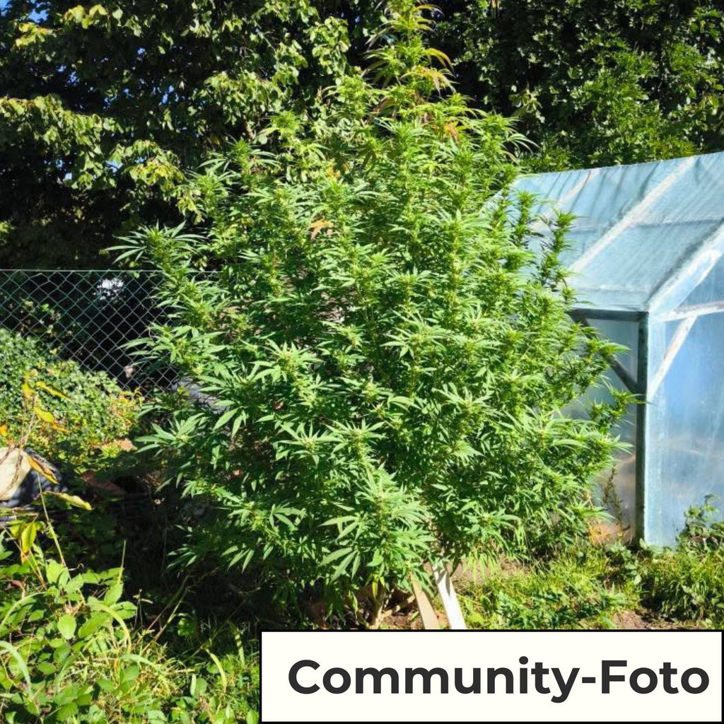 Hanfsamen BudVoyage Sleepy Joe Fem (stark entspannend, euphorisch)