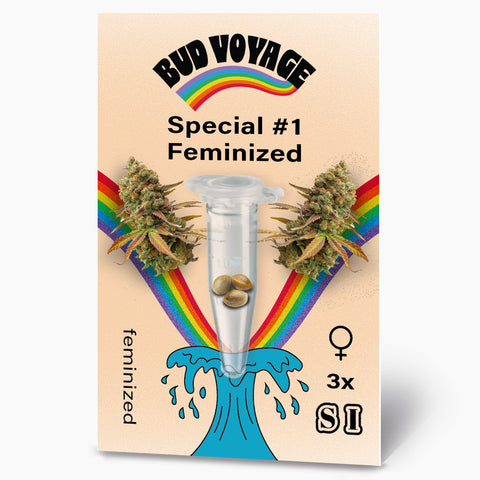 Bud Voyage Seed-Pack Grafikdesign: feminisierte Cannabis Samen in einer Reagenzglas, umgeben von Regenbögen und einer blauen Welle mit drei Samen, die weibliche Blütenstände zeigen
