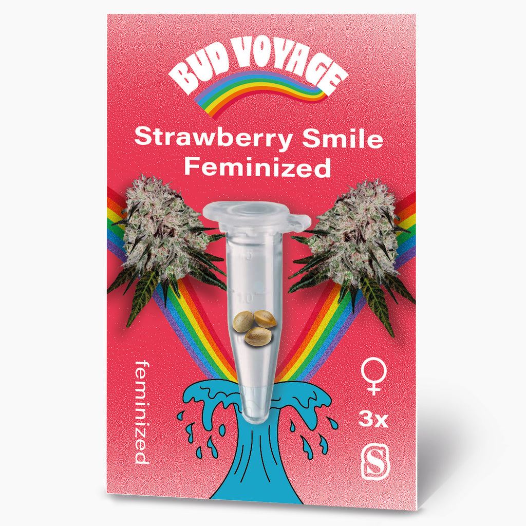 Bud Voyage Grafik: feminisierte Strawberry Smile Hanfsamen in einer Reagenzglaskapsel vor rosafarbenem Hintergrund mit Regenbogen und maritimen Elementen