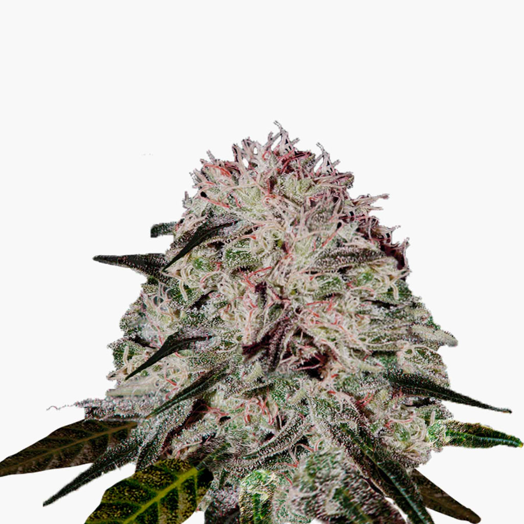 Fotografie von Marihuana, zeigt eine Nahaufnahme einer Cannabisblüte mit ihren violetten, grünen und weißen Farbtönen und kristallinen Trichomen
