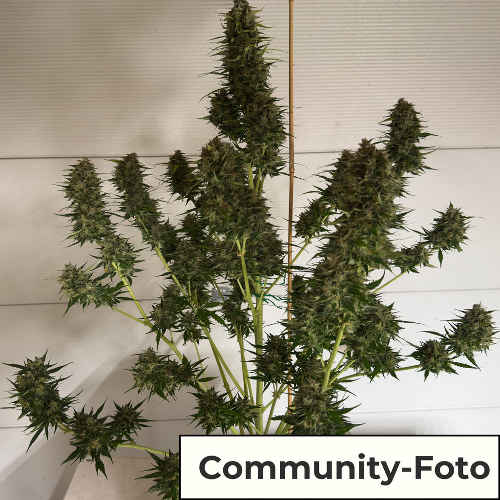 Hanfsamen BudVoyage Strawberry Smile Auto (Erheiternd, klar, kreativ)