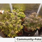 Super Sativa Fem (Sativa, Hoher Ertrag, kraftvoll)