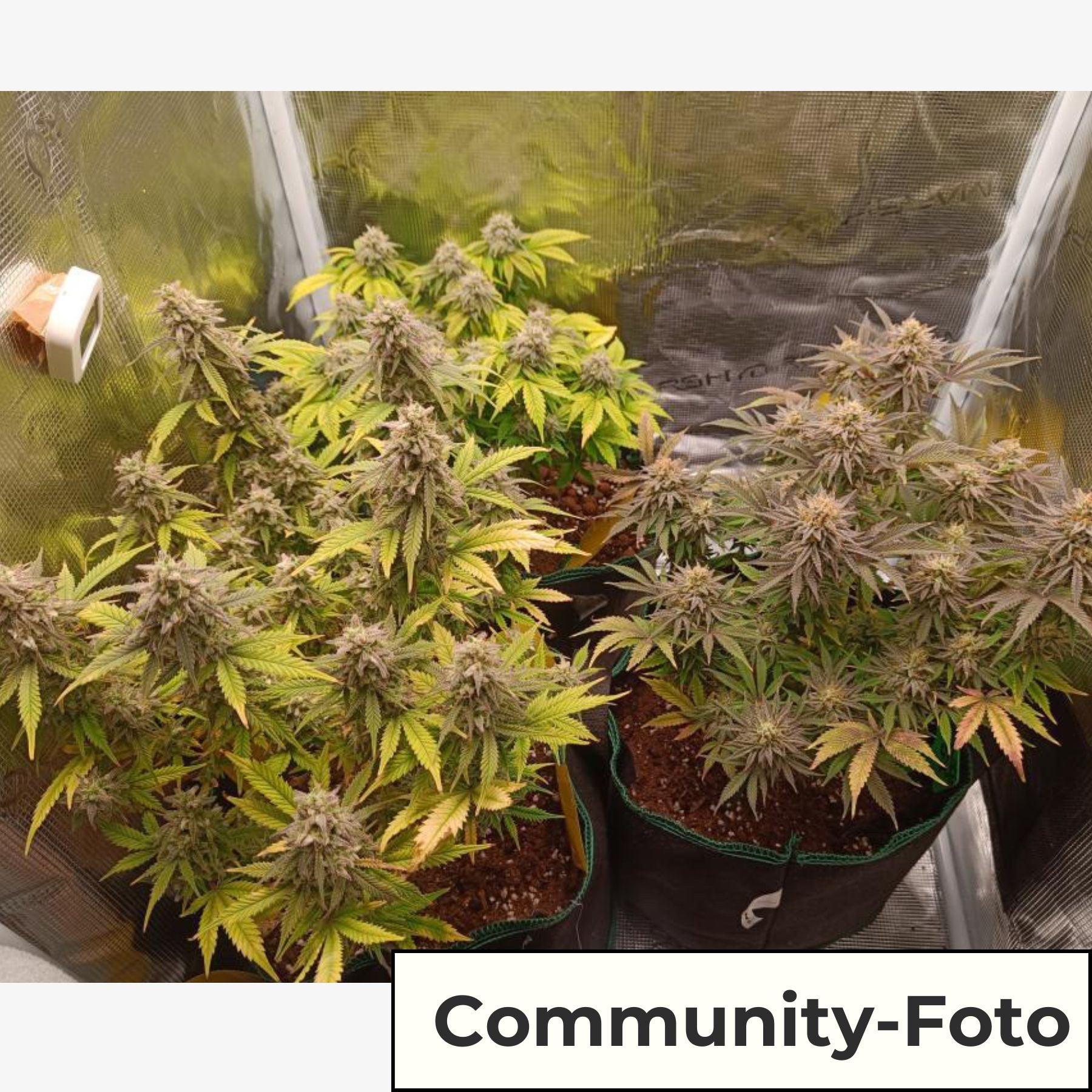 Hanfsamen BudVoyage Super Sativa Fem (Sativa, Hoher Ertrag, kraftvoll)