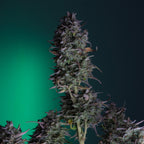 Super Skunk Auto (Allrounder für Anfänger, mediz. Sorte)