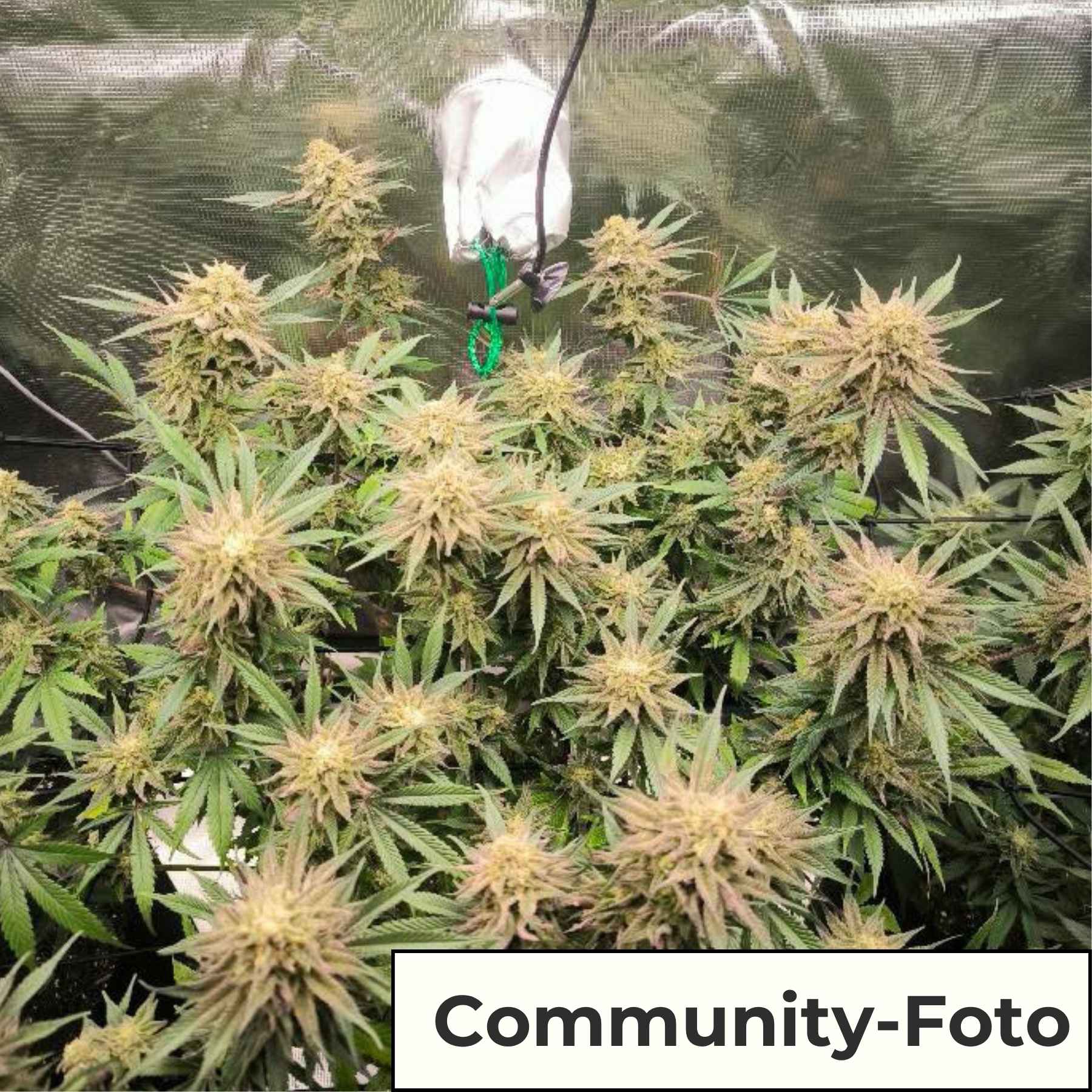 Hanfsamen BudVoyage Super Skunk Auto (Allrounder für Anfänger, mediz. Sorte)