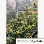 Sweet Dream CBD Auto (reine CBD-Sorte, körperliche Wirkung)
