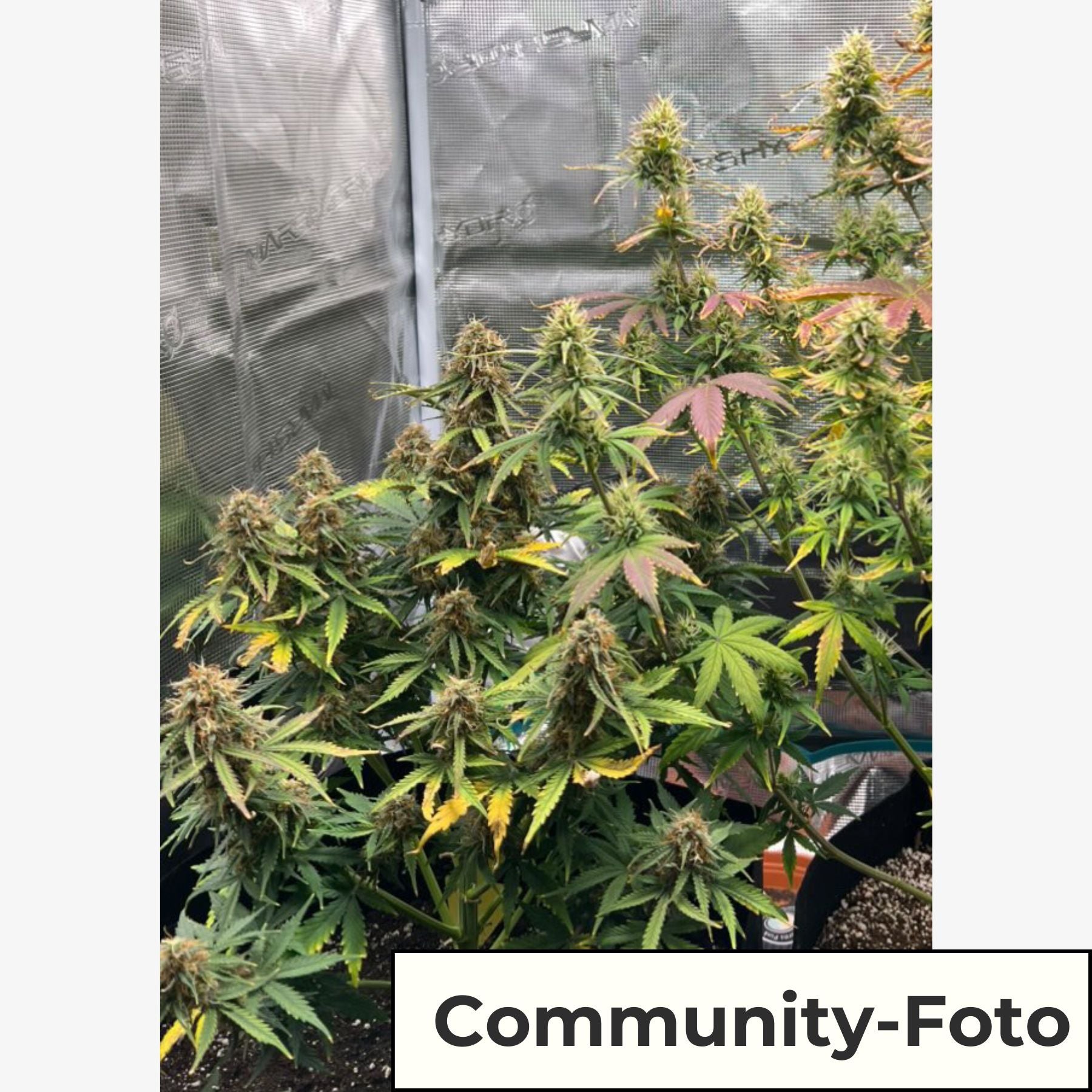 Hanfsamen BudVoyage Sweet Dream CBD Auto (reine CBD-Sorte, körperliche Wirkung)