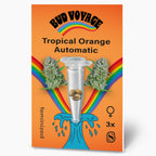 Bud Voyage Grafik: Tropische Orange Automatic Samen in einer Testtube, umgeben von Cannabisblüten und einem Regenbogen auf orangefarbenem Hintergrund mit türkisfarbener Welle und drei feminisierten Samen