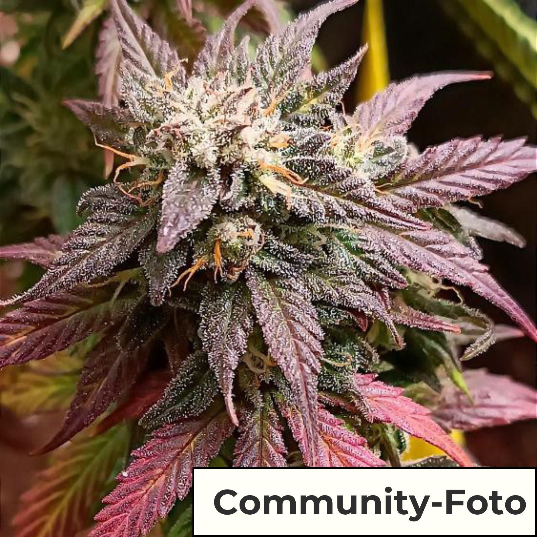 Hanfsamen BudVoyage Tropical Orange Auto (Aufmunternd, motivierend)