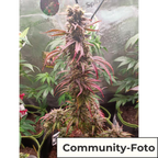 Tropical Orange Auto (Aufmunternd, motivierend)