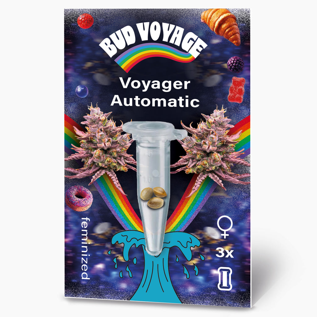 Hanfsamen BudVoyage Voyager F1 Auto (extrem robust, Gummibärchen-Aroma, ertragreich)
