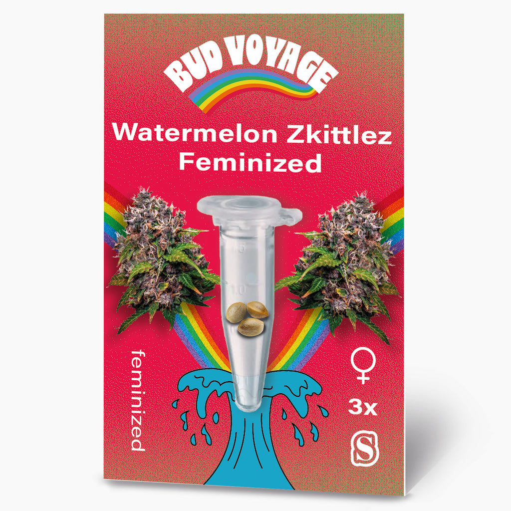 Bud Voyage Grafikdesign: Watermelon Zkittlez feminisierte Samen, drei Samen in einer Reagenzglas auf rotem Hintergrund mit Regenbogen und türkisfarbener Welle,  Marihuana Blüten und  Samen sind sichtbar
