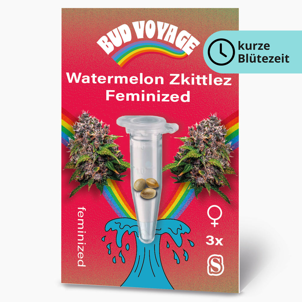 Bud Voyage graphic design featuring Watermelon Zkittlez feminized cannabis seeds in a test tube against a vibrant red background with a rainbow and stylized wave three seeds are visible showcasing their unique coloration the overall design is playful and colorful
