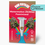 Bud Voyage graphic design featuring Watermelon Zkittlez feminized cannabis seeds in a test tube against a vibrant red background with a rainbow and stylized wave three seeds are visible showcasing their unique coloration the overall design is playful and colorful

